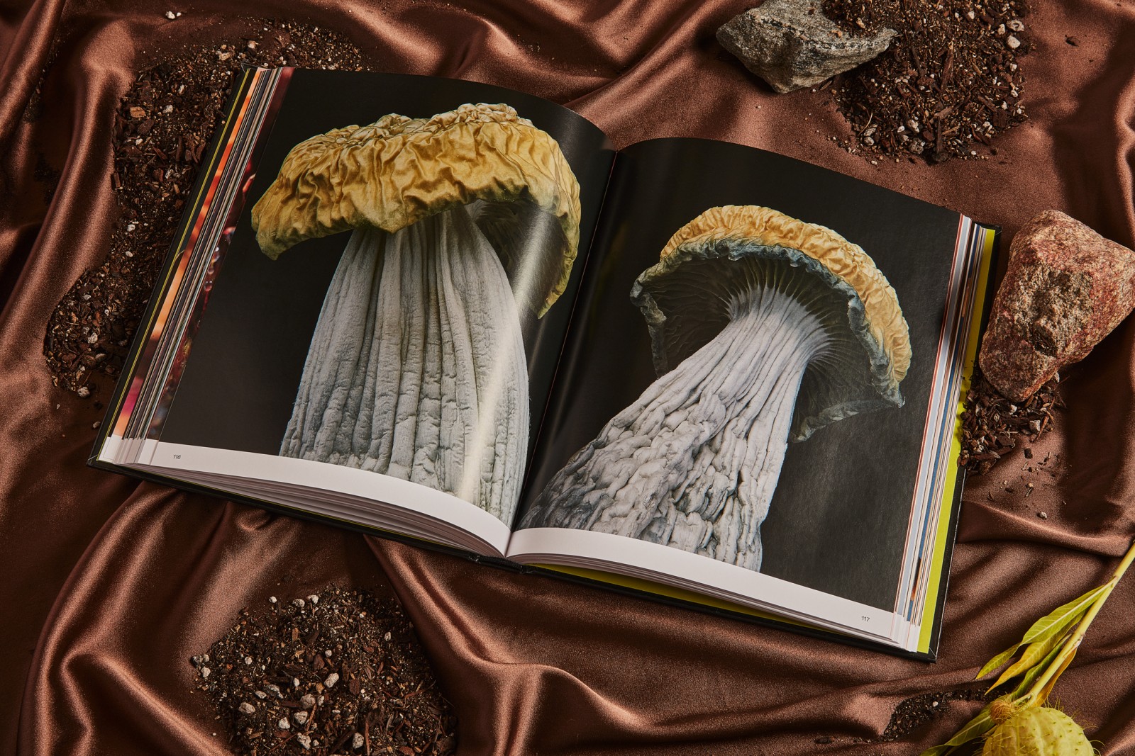 Spores: Magical Mushroom Photography