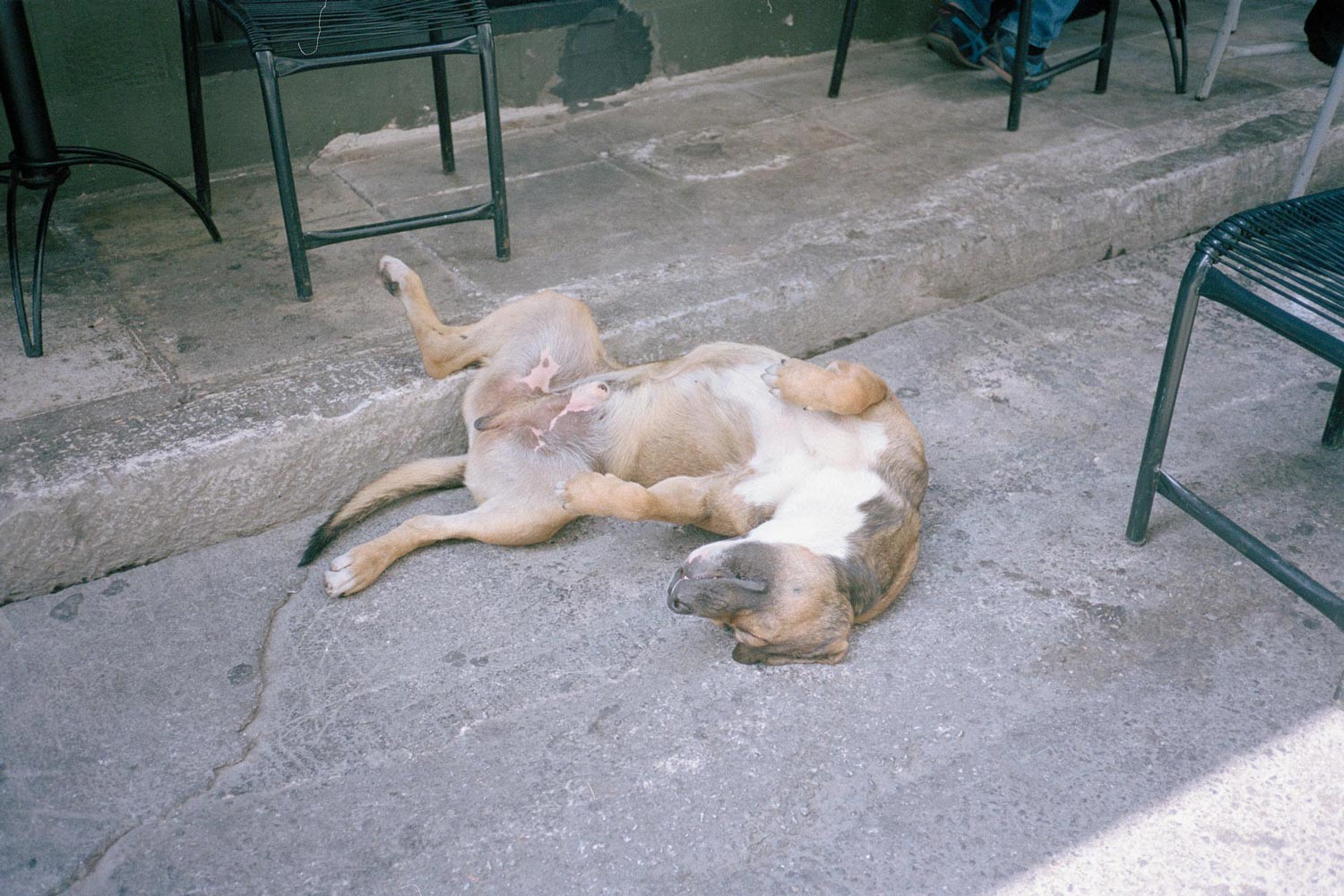 Collection: Dogs