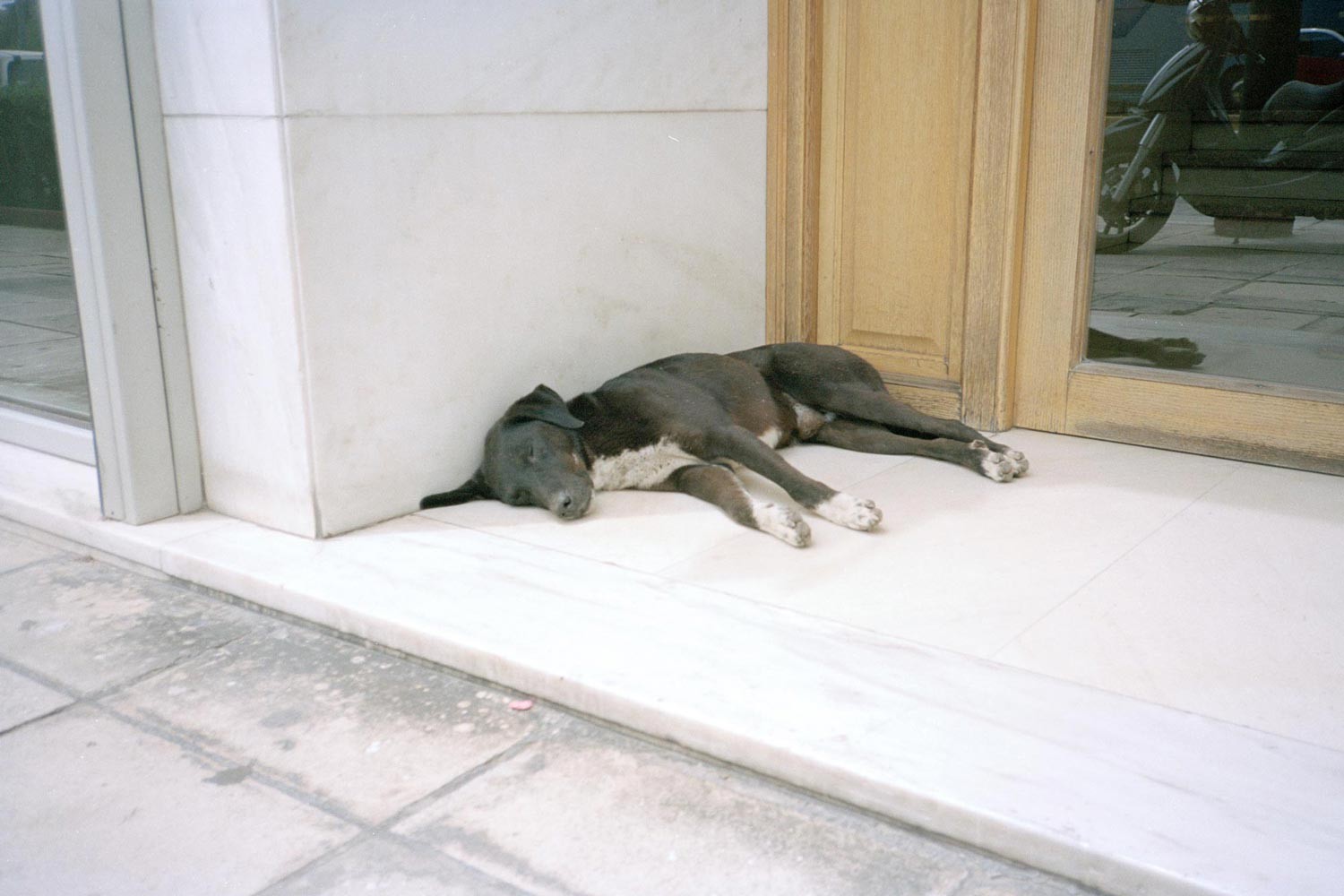 Collection: Dogs
