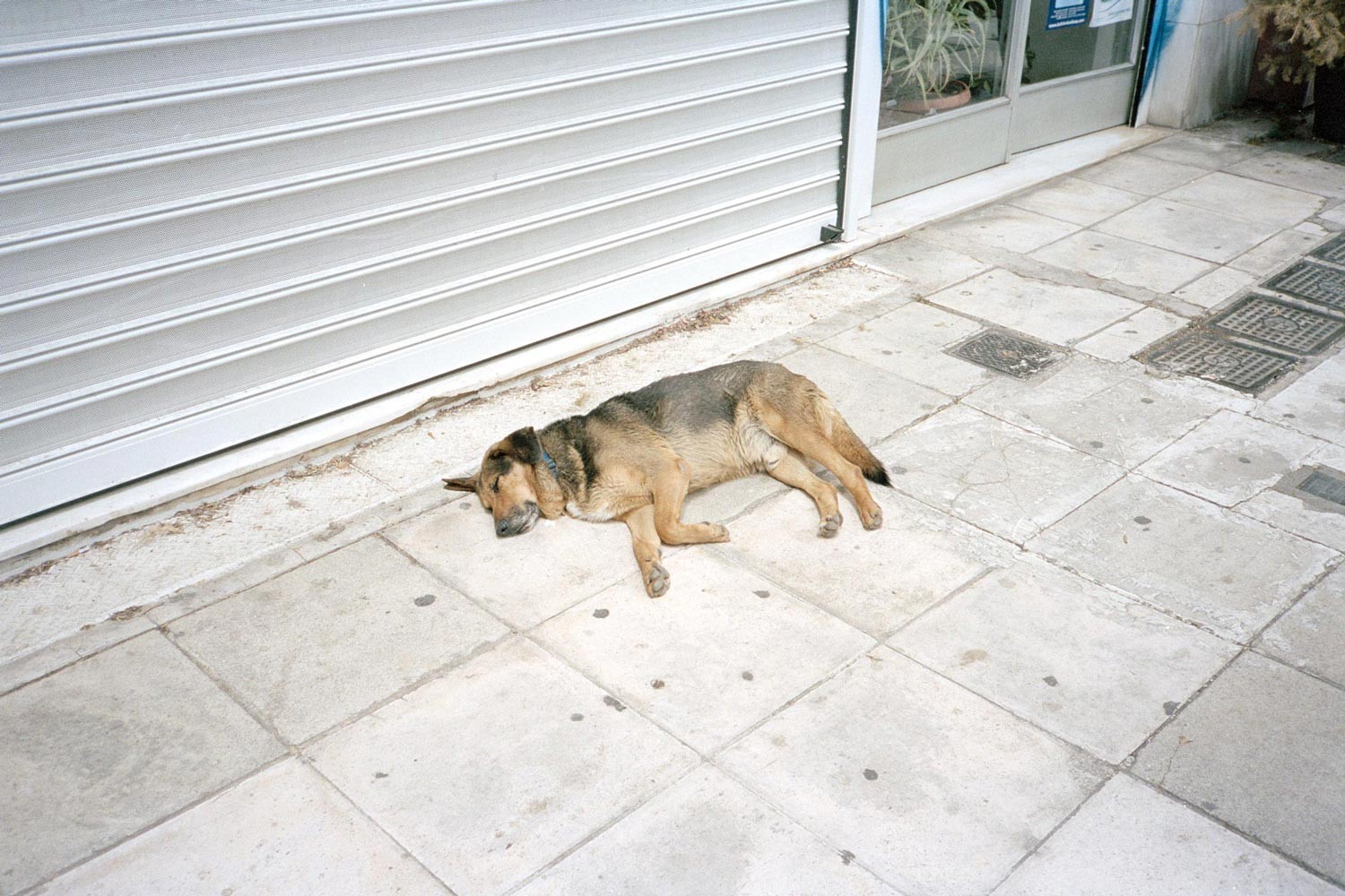 Collection: Dogs