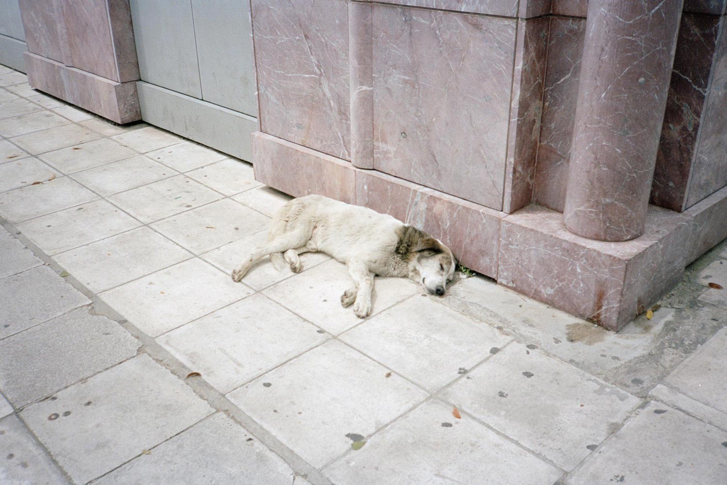 Collection: Dogs