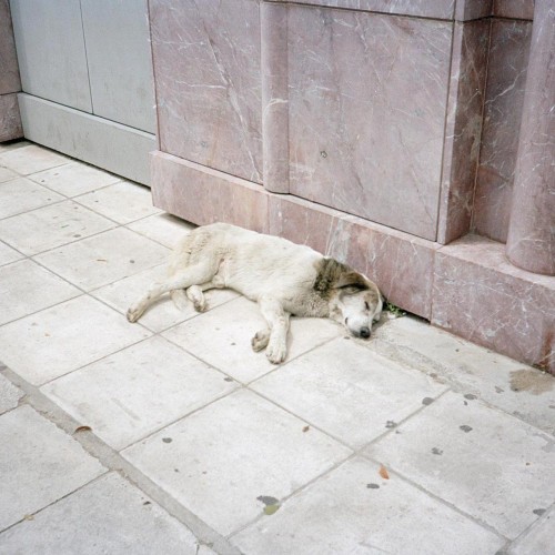 Collection: Dogs
