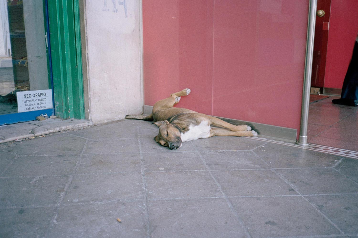 Collection: Dogs