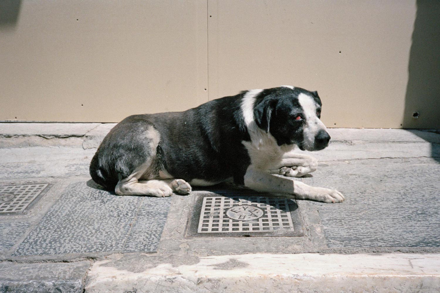 Collection: Dogs
