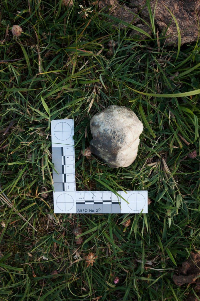 Earth Studies