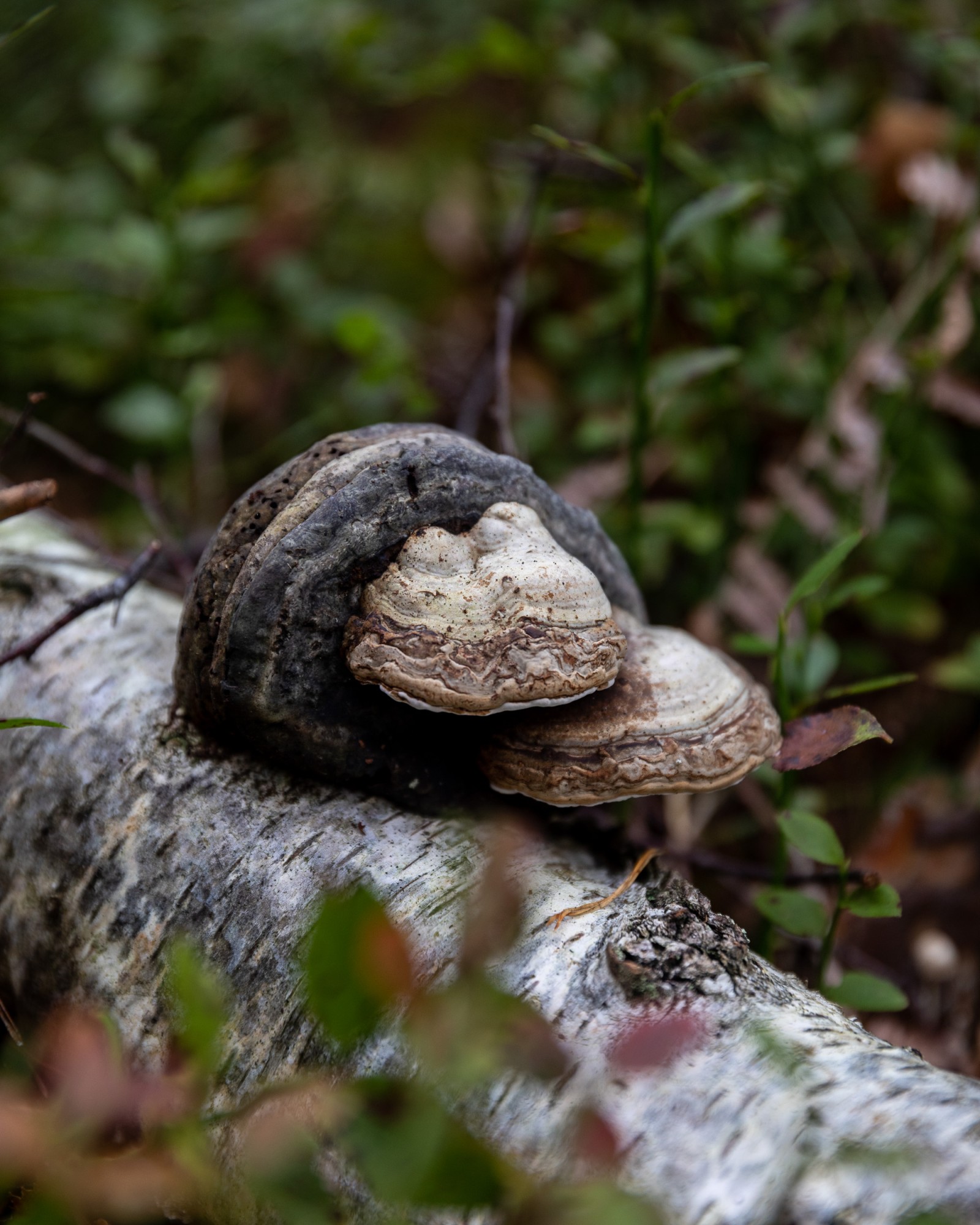 Fomes fomentarius