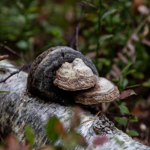 Fomes fomentarius