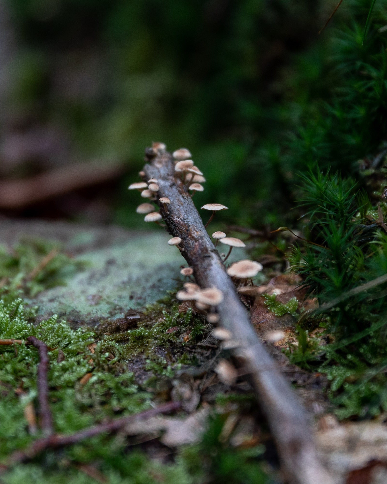 Marasmiellus ramealis