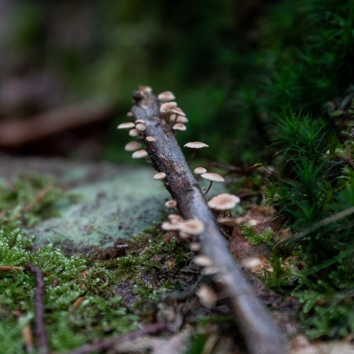 Marasmiellus ramealis