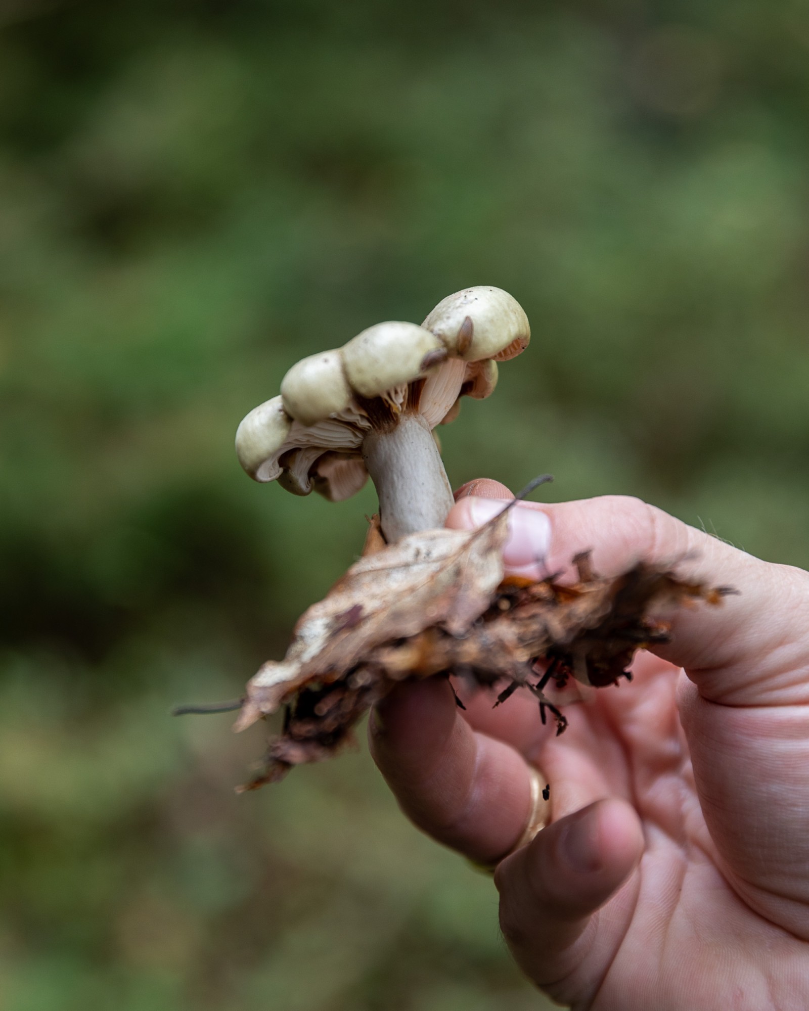 Lactarius blennius