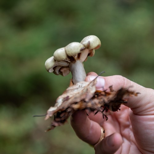 Lactarius blennius