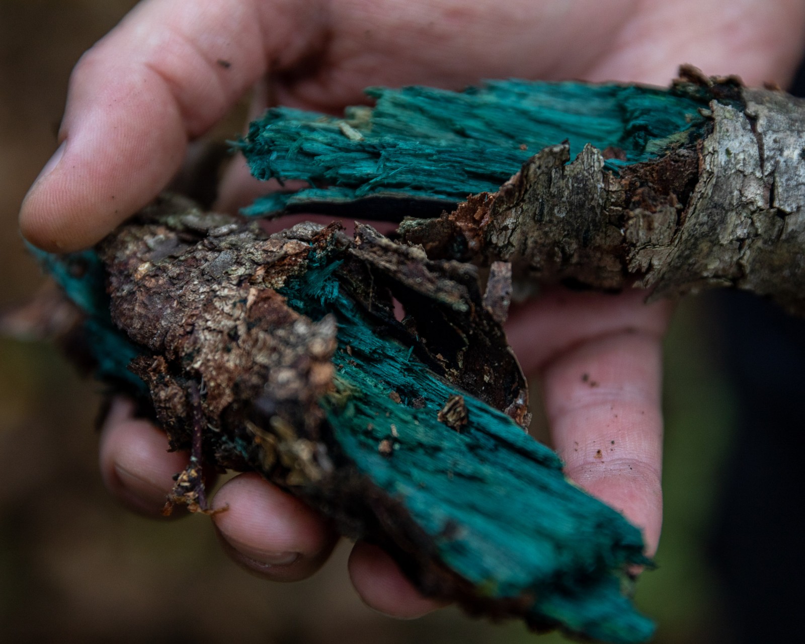 Chlorociboria aeruginascens