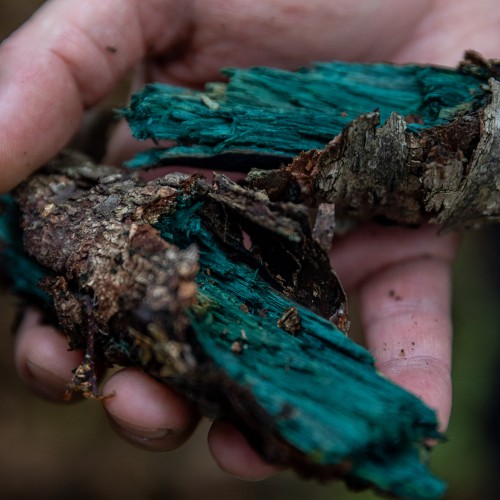 Chlorociboria aeruginascens