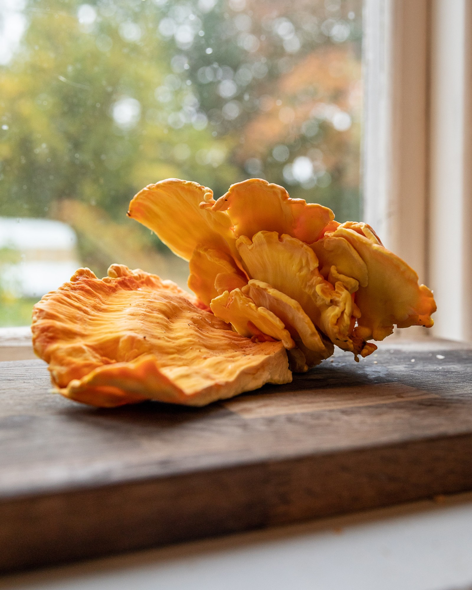 Laetiporus sulphureus