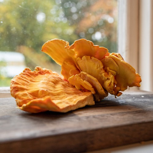Laetiporus sulphureus