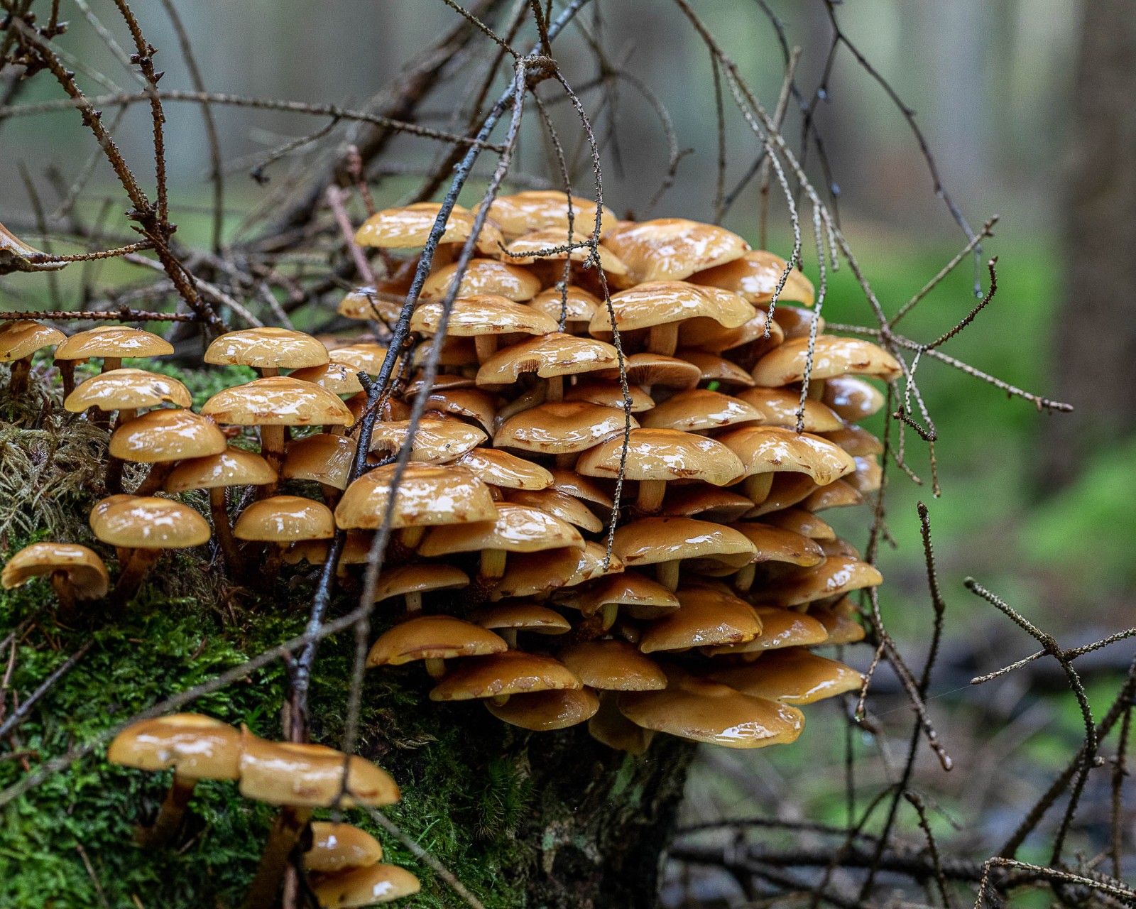Kuehneromyces mutabilis
