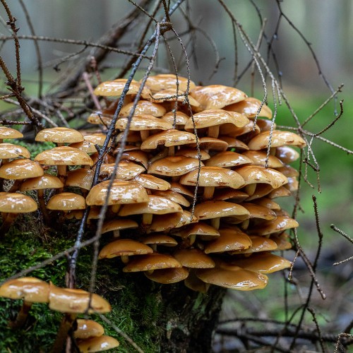Kuehneromyces mutabilis