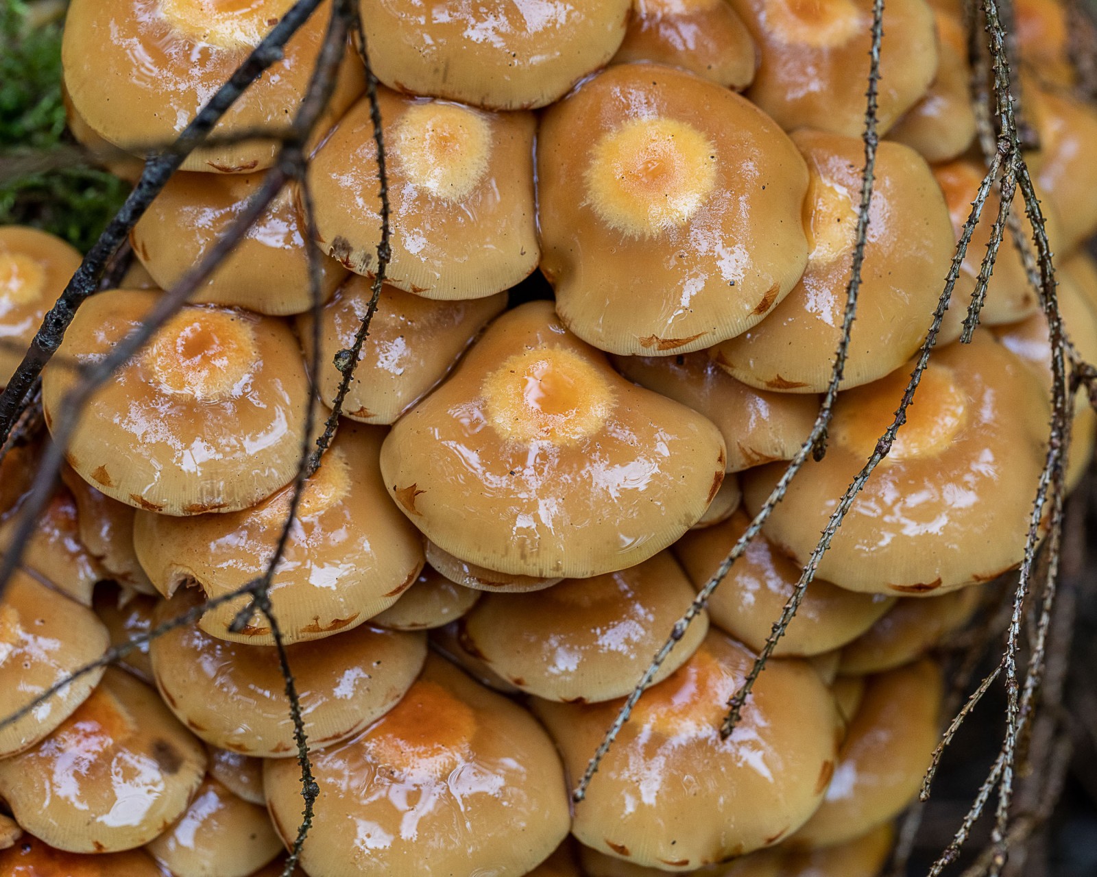 Kuehneromyces mutabilis