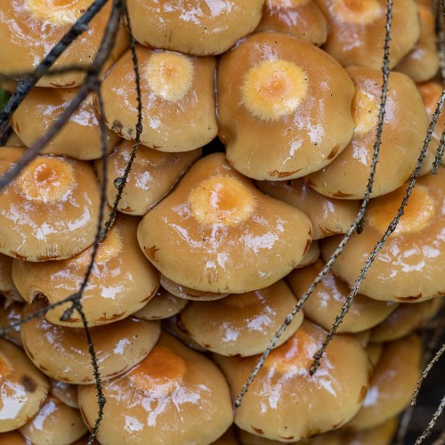 Kuehneromyces mutabilis