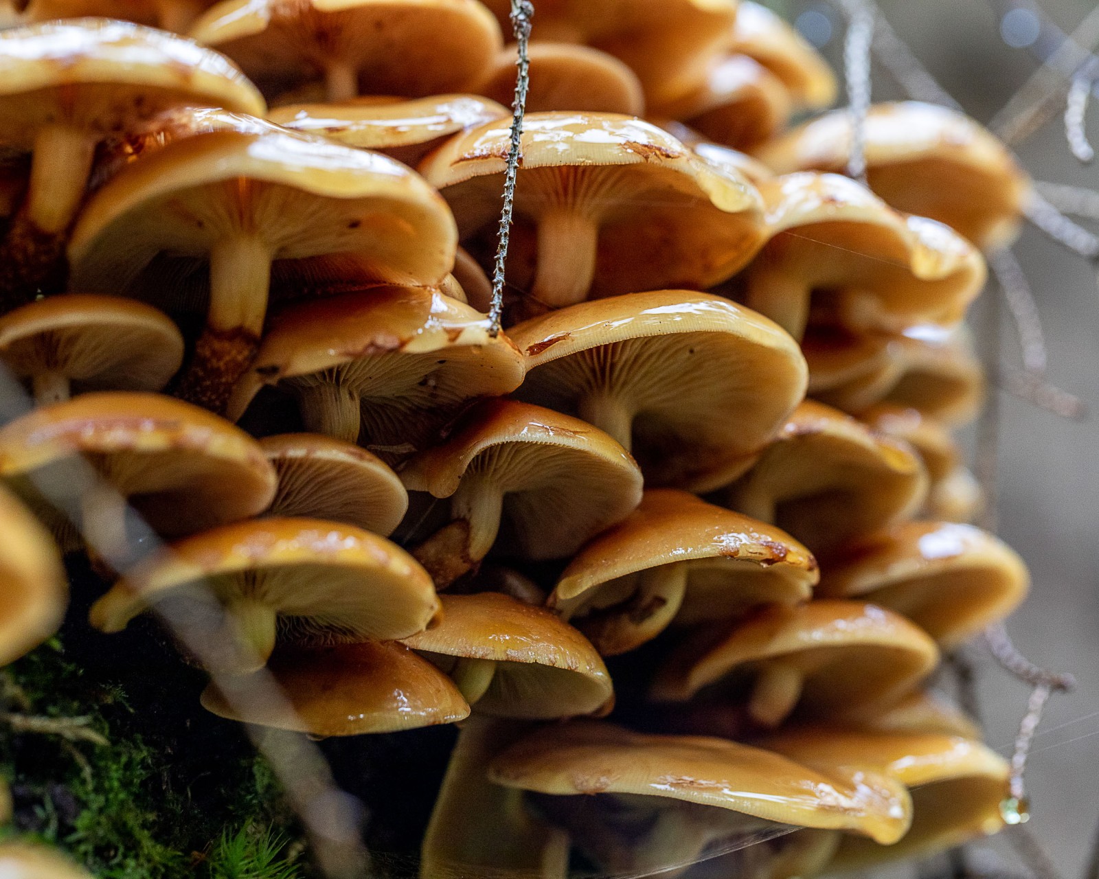 Kuehneromyces mutabilis