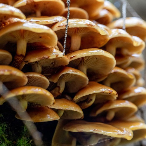 Kuehneromyces mutabilis