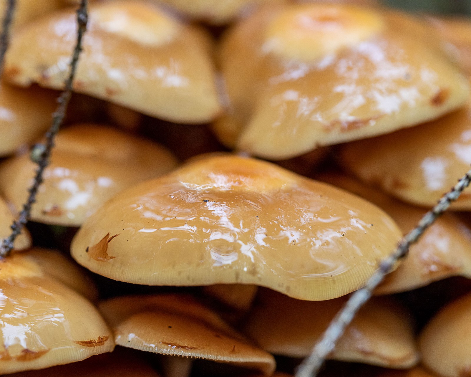 Kuehneromyces mutabilis