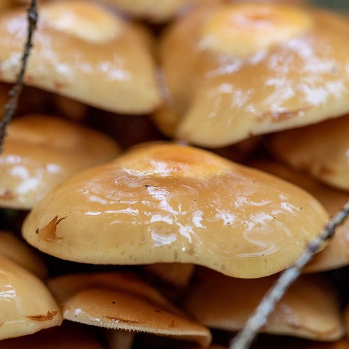 Kuehneromyces mutabilis