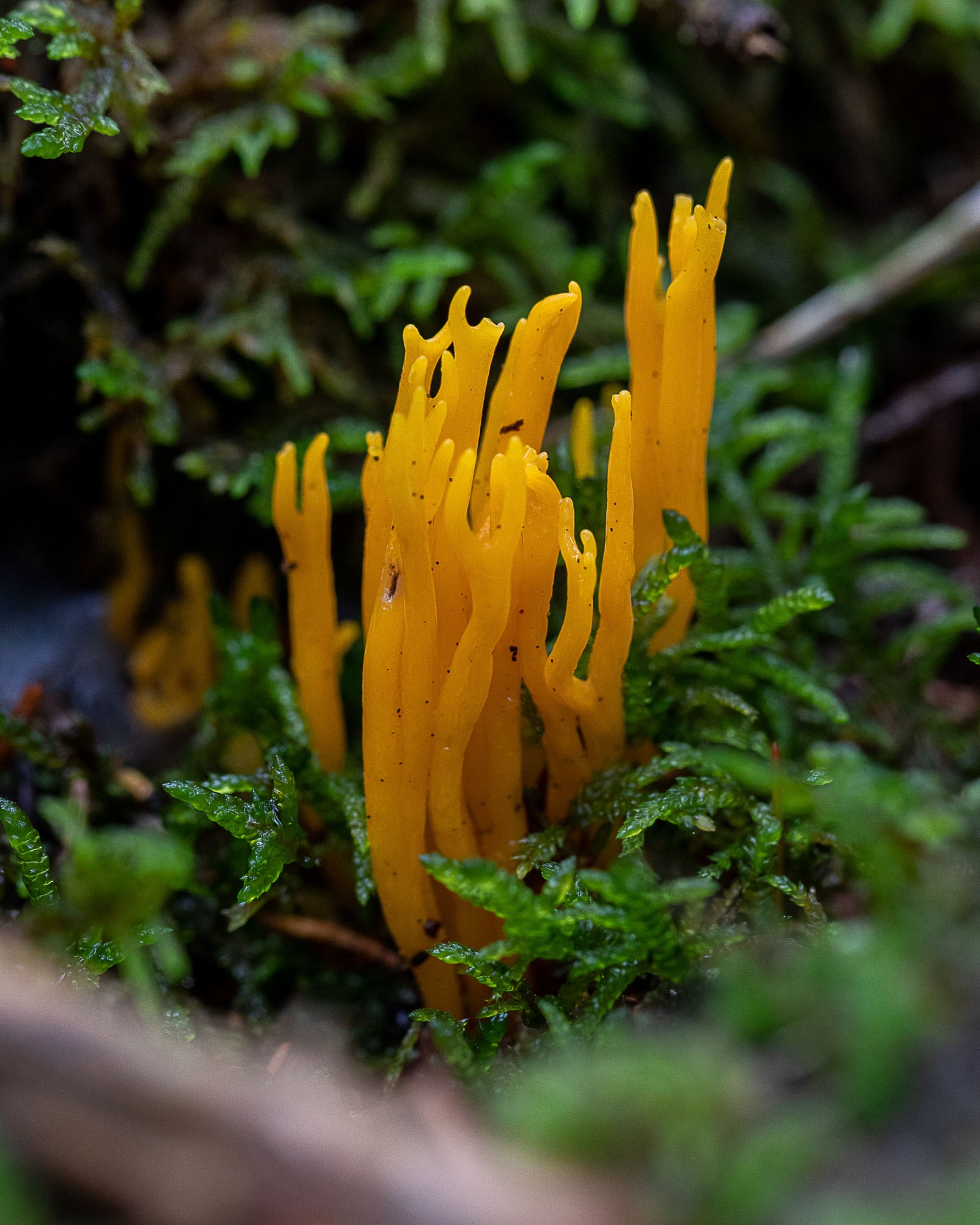 Calocera viscosa