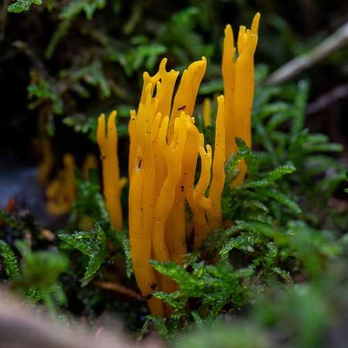 Calocera viscosa