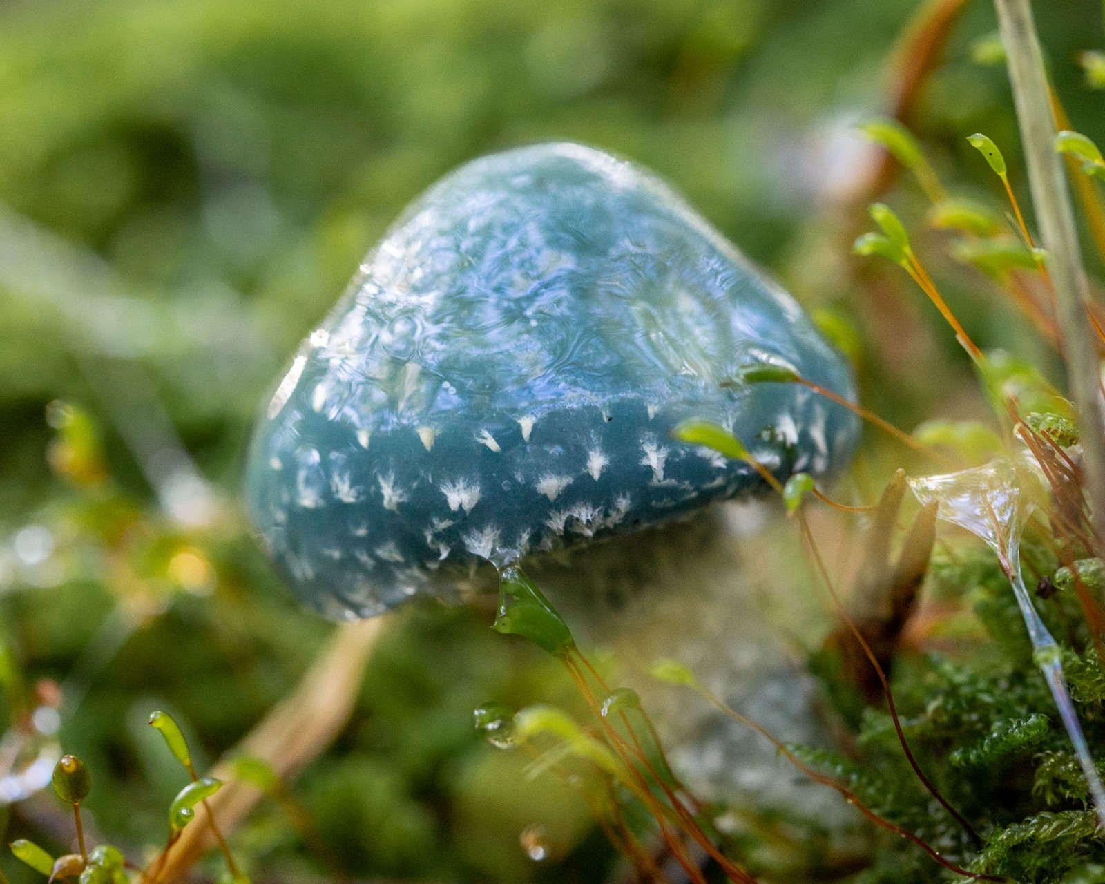 Stropharia aeruginosa