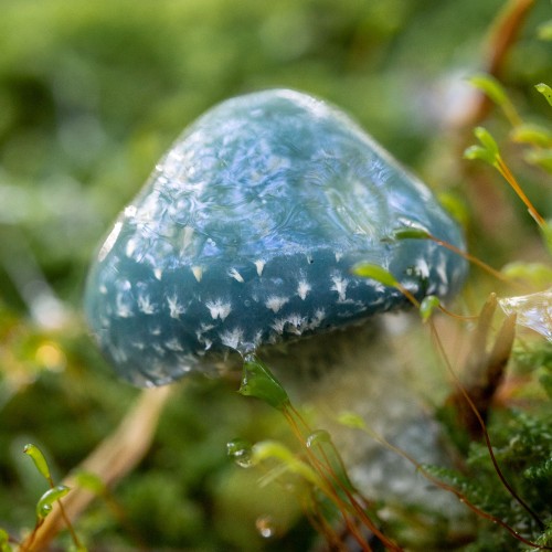 Stropharia aeruginosa