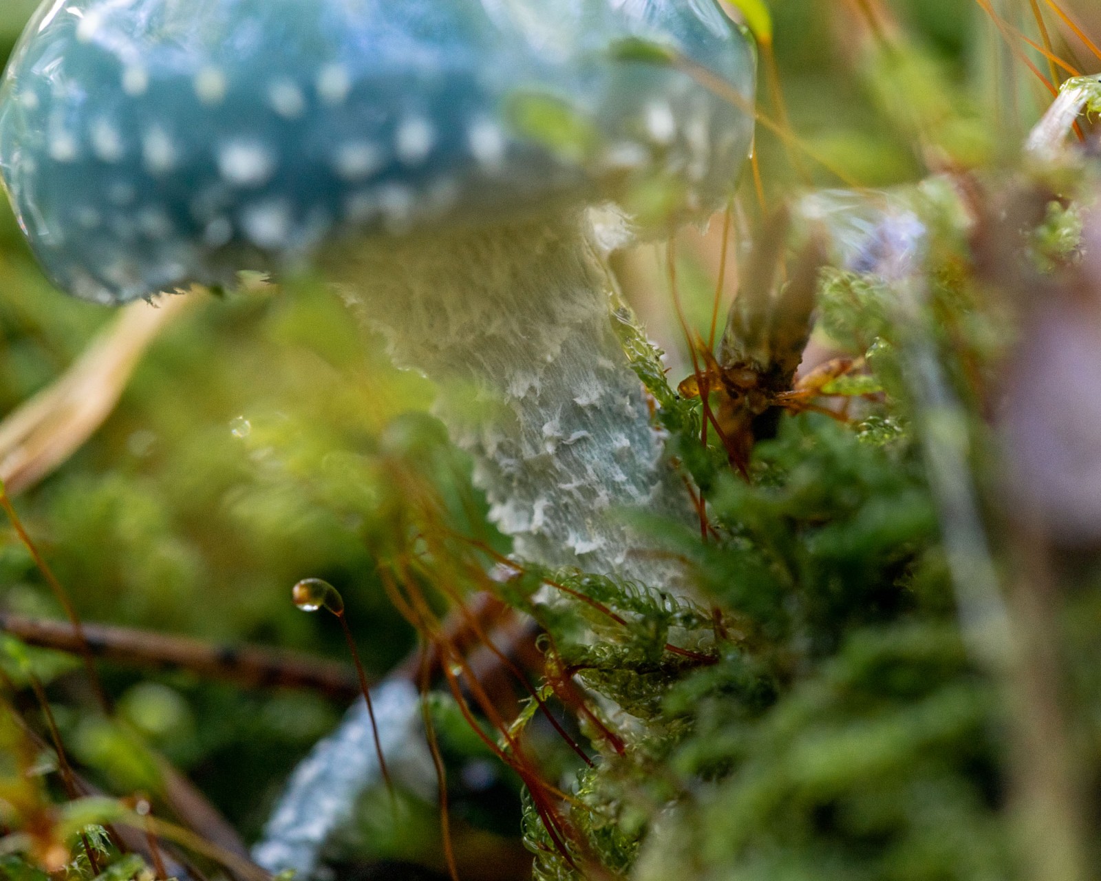 Stropharia aeruginosa