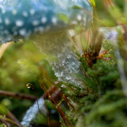 Stropharia aeruginosa