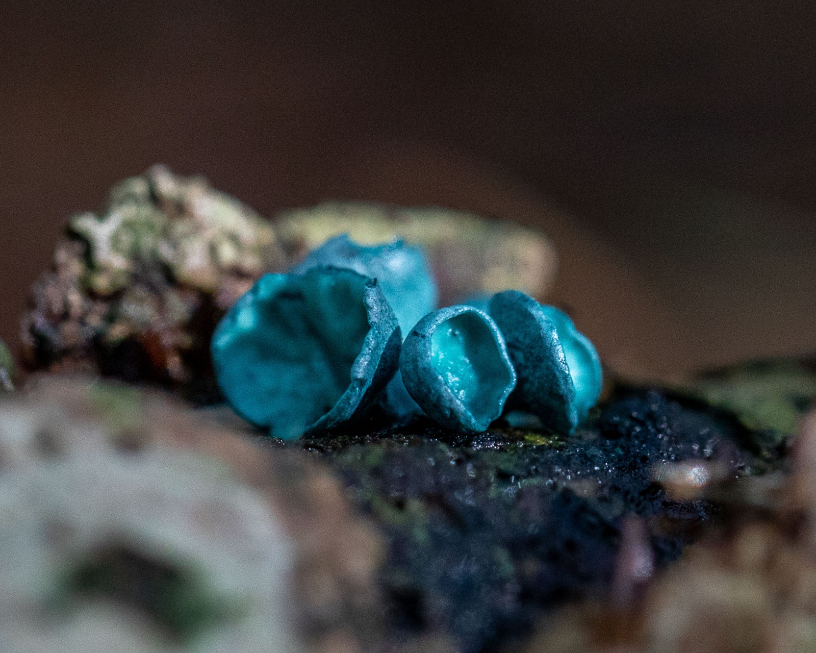 Chlorociboria aeruginascens