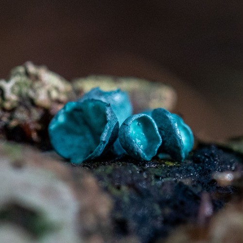 Chlorociboria aeruginascens
