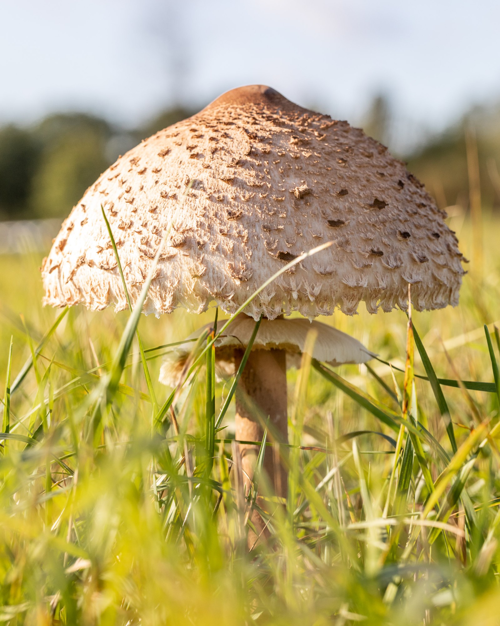 Macrolepiota procera