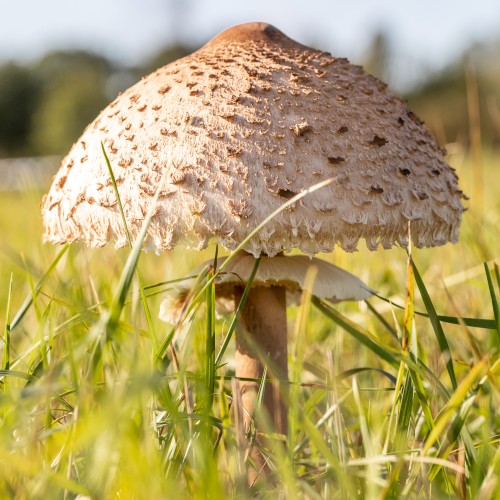 Macrolepiota procera
