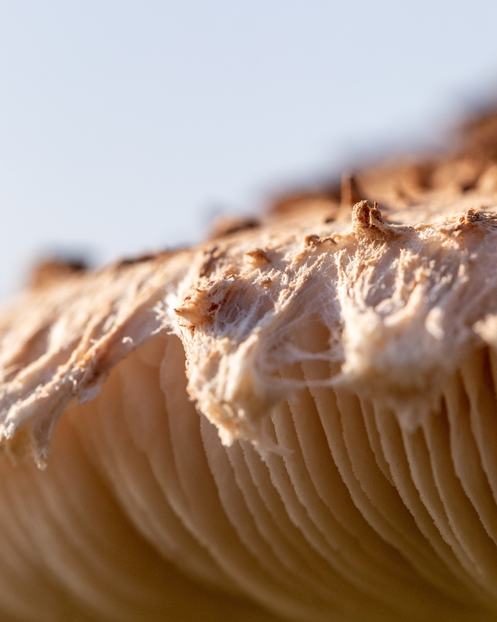 Macrolepiota procera