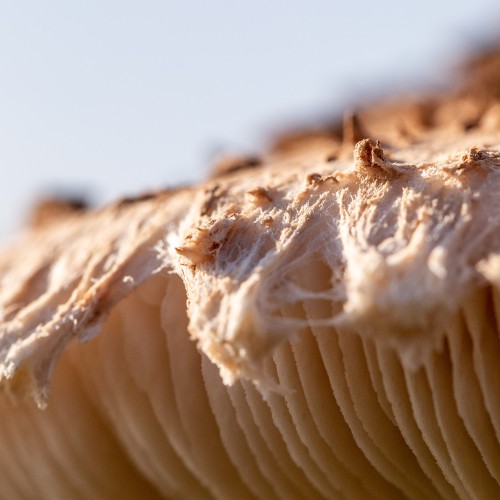 Macrolepiota procera