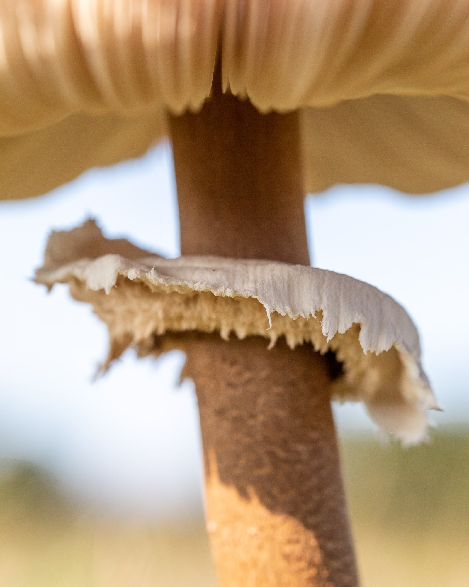 Macrolepiota procera