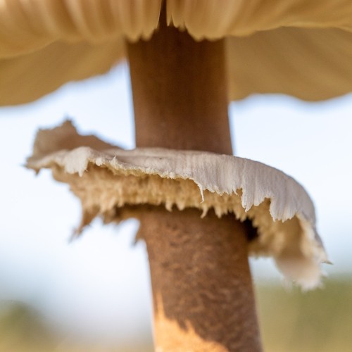 Macrolepiota procera