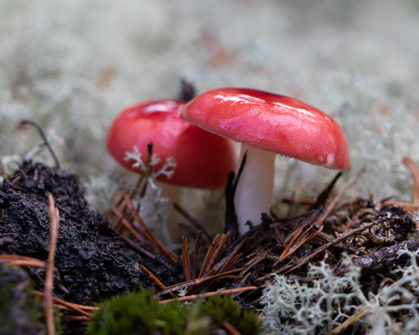 Russula emetica