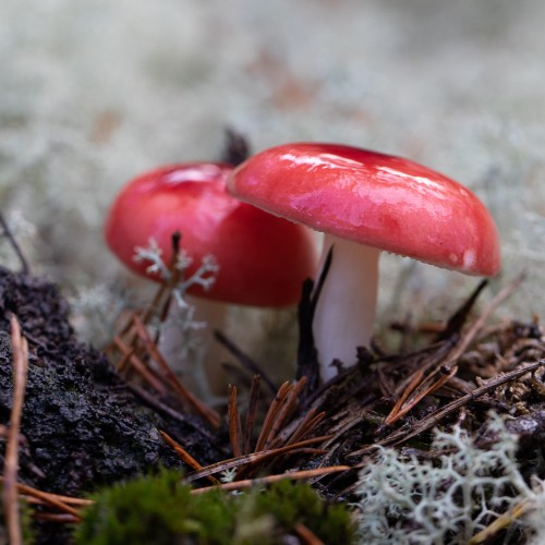 Russula emetica