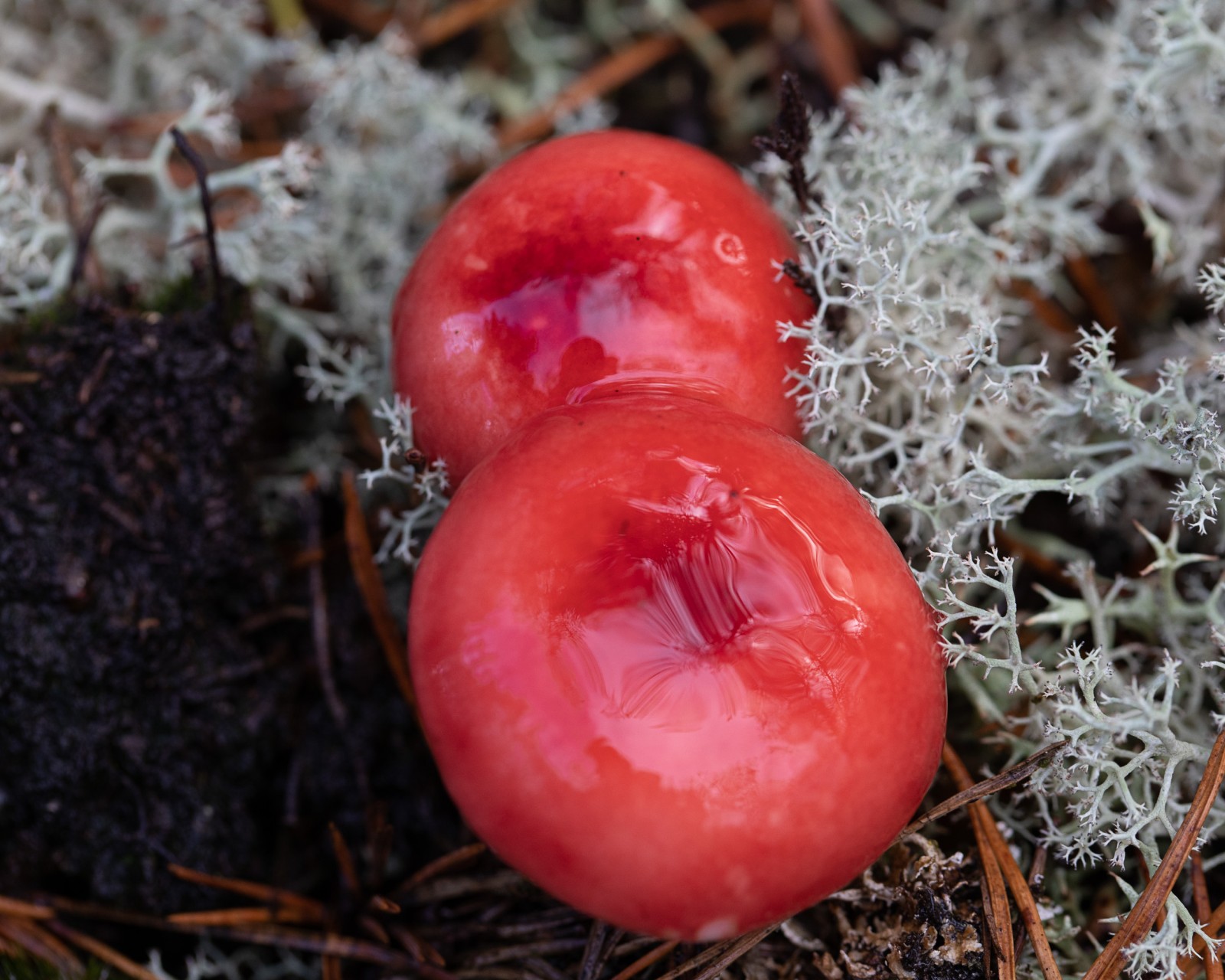 Russula emetica