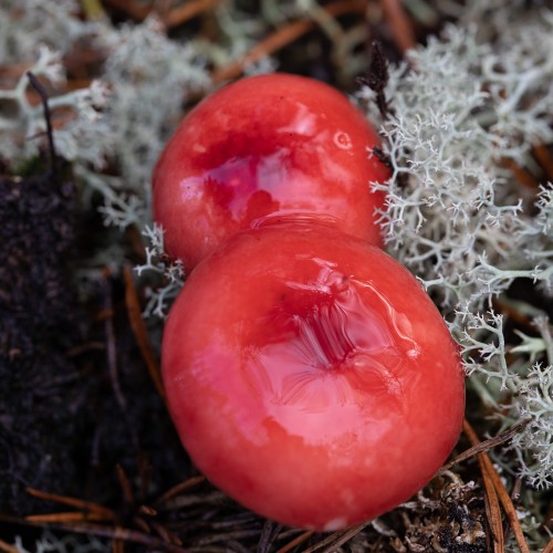 Russula emetica