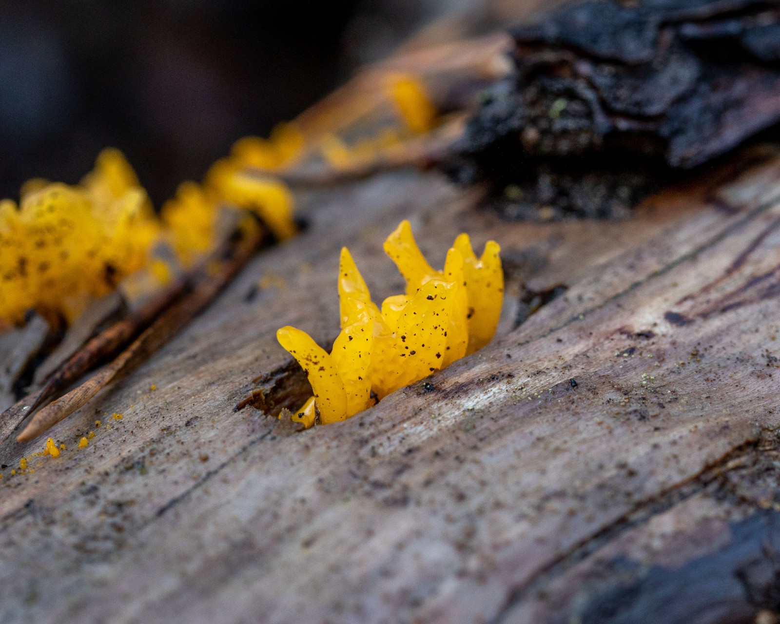 Calocera cornea