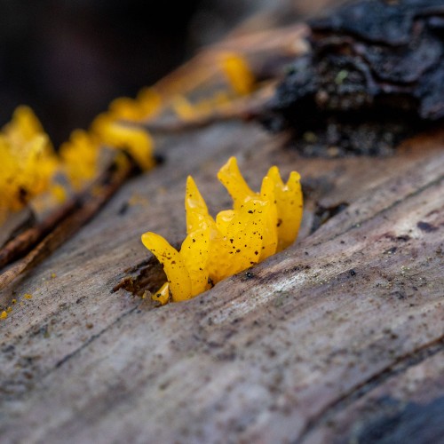Calocera cornea