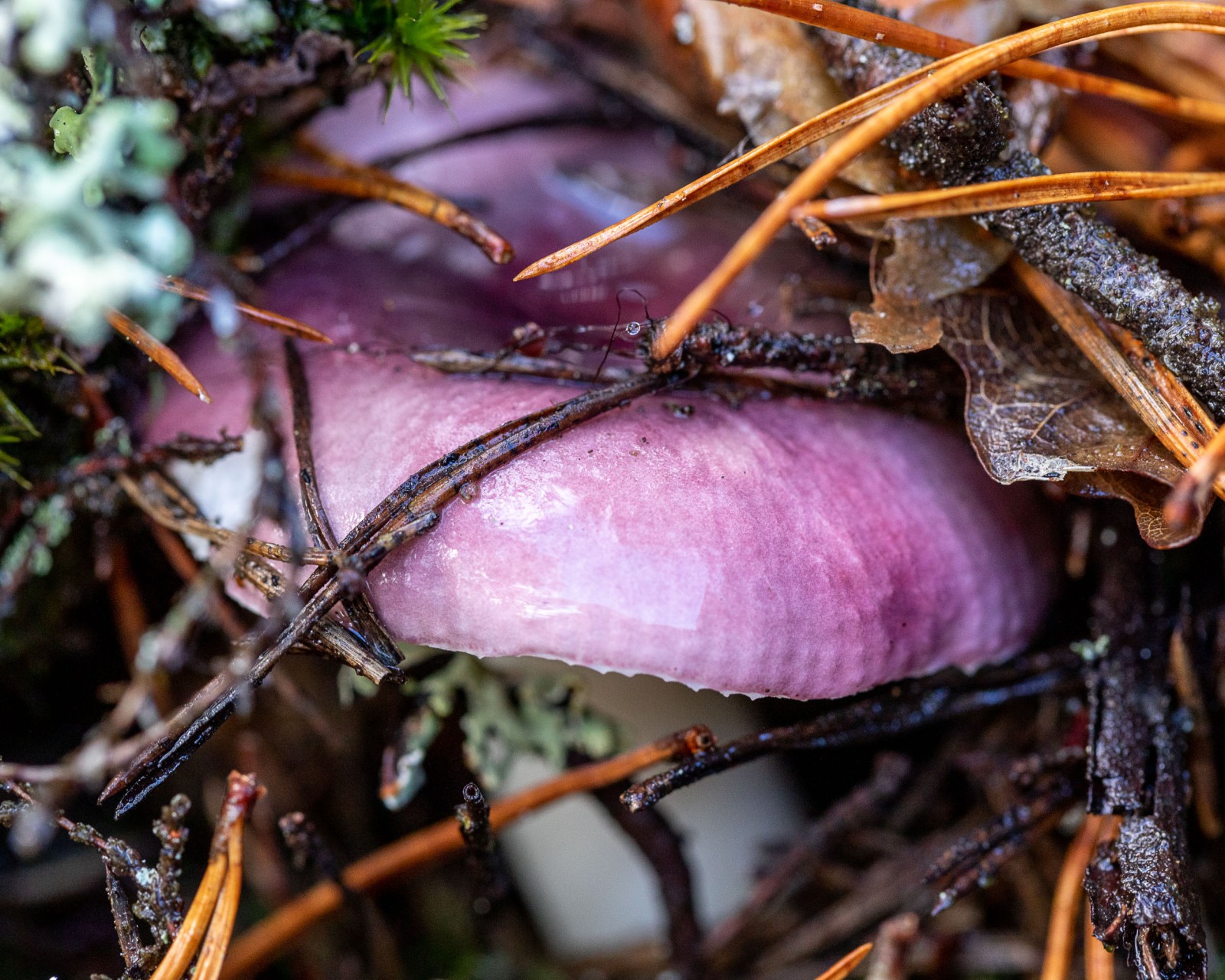 Russula sp.