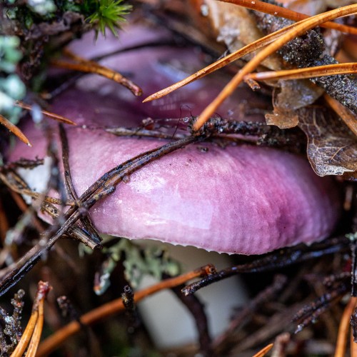 Russula sp.