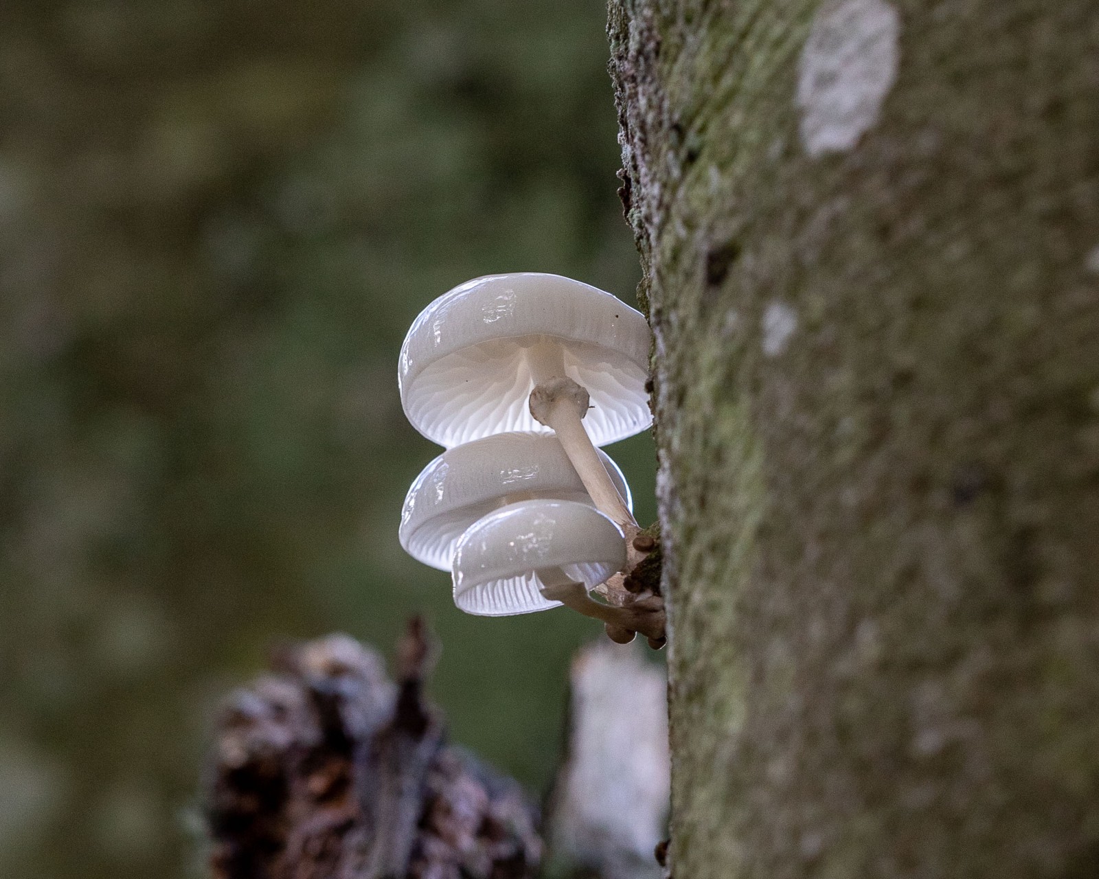 Mucidula mucida